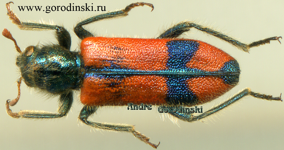 http://www.gorodinski.ru/oth_col/Trichodes sp.3.jpg